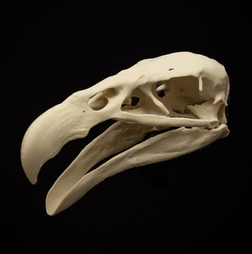 Condor skull replica 16cm - condor,