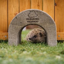 Single wildlife hedgehog