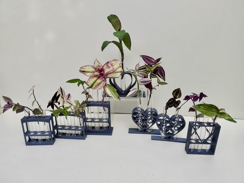 Grey plant propagation - plant,