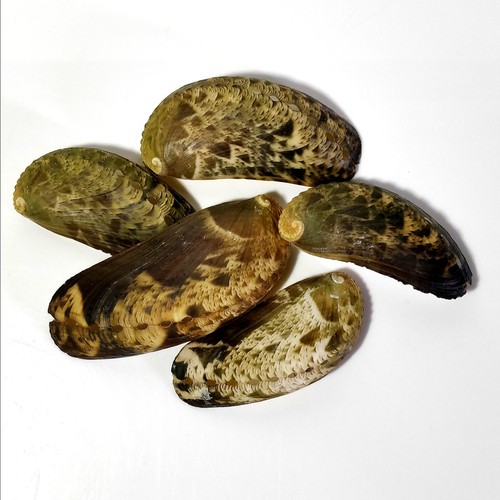 Abalone donkeys ears