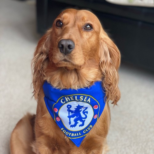 Chelsea dog bandana football - chelsea,