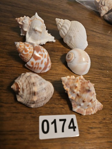 Assortment natural hermit - assortment, of