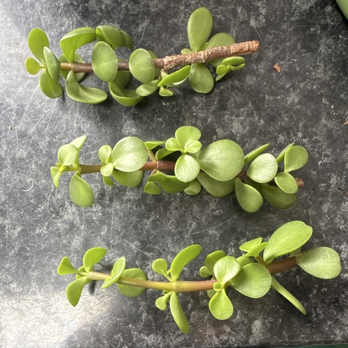 Dwarf jade plant crassula - dwarf, |