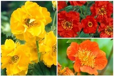 6 X Healthy Mixed GEUM Plug