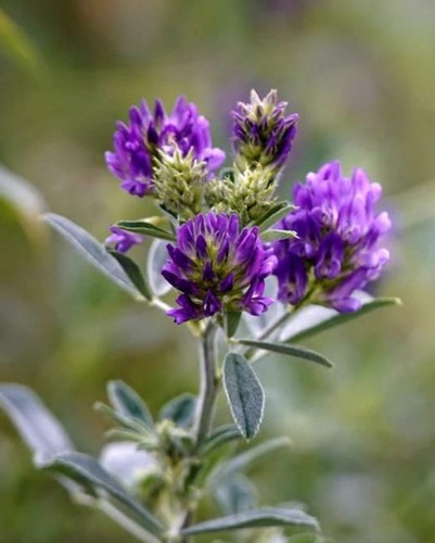 Lucerne native wildflower - lucerne,