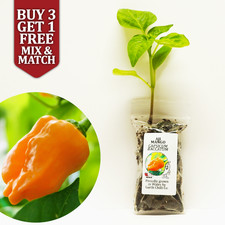 Aji Mango - Fruity Chilli