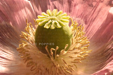 PAPAVER S0MNIFERUM GIANT POPPY