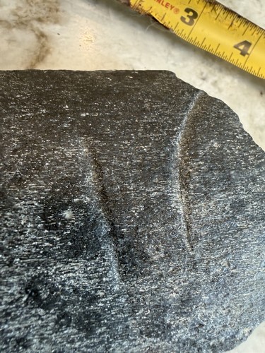 Whale rib bone - whale, with