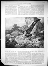 Old Print 1893 Bird Prey Hare