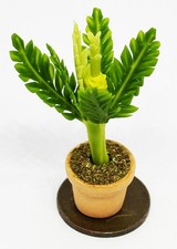 Dolls House Green Plant Single