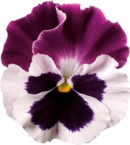 Winter flowering pansy - 40,