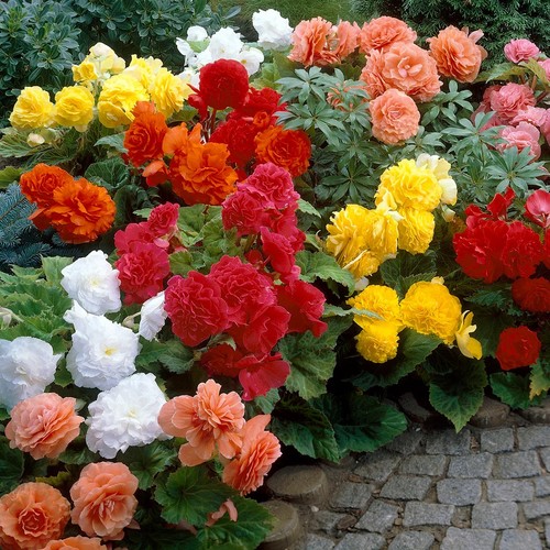 Begonia non stop - begonia, mix