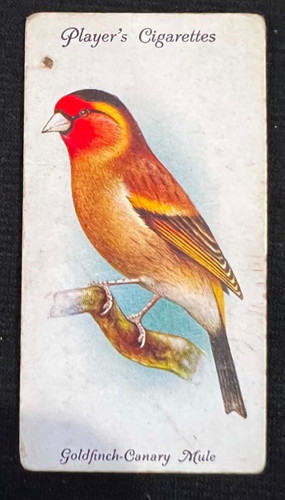 Goldfinch canary mule 1933 - goldfinch-canary,