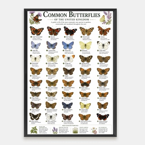 Common butterflies the - of,