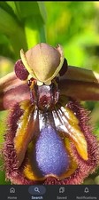 OPHRYS SPECULUM MIRROR ORCHID ,SINGLE SPROUTED CORM/SEED IN 1 LTR POT