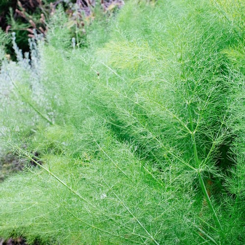 Fennel herb plant - herb, in