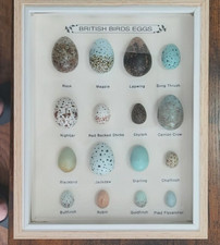 British Birds Eggs Collection