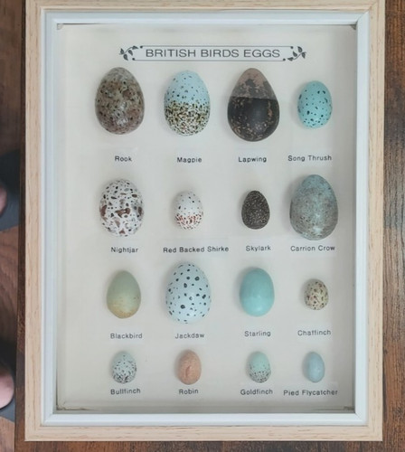 British birds eggs collection - british,