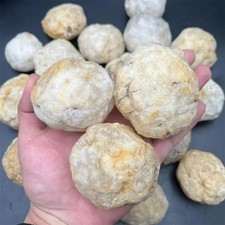 Natural Fossil Sea Urchin