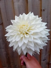 Dahlia Tubers. Evelyn Foster, Medium Dec. Pot tuber.