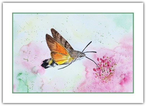 Hummingbird hawk moth - hawk,