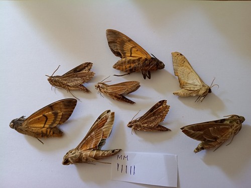 Sphingidae a1 - 8, s.sp?