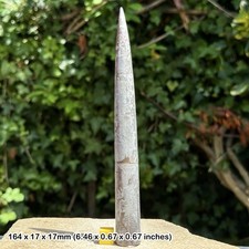 Belemnite – Belemnites explanatus Fossil, Kellaways Beds, Callovian, Jurassic: