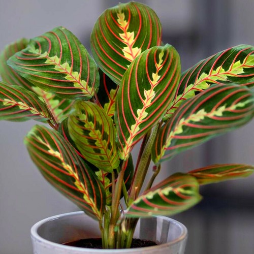 Maranta fascinator tricolour - maranta,
