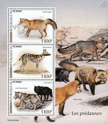 Predator dogs red fox african - predator,