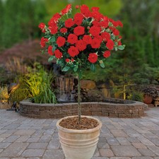 Pair of Patio Standard Red Roses, 40cm Stem, Summer Flowers, 4L Potted Plants