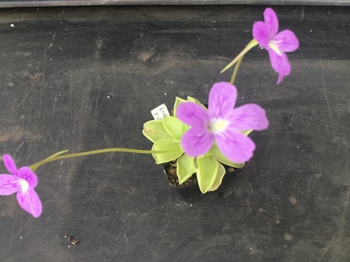 Pinguicula emarginata weser - emarginata,
