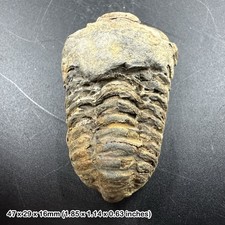 Genuine Ordovician Trilobite