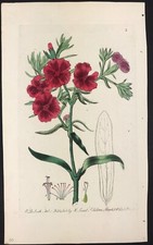 Botanical Flower Broad leaved