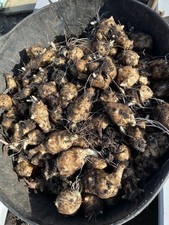 Jerusalem Artichoke Fresh