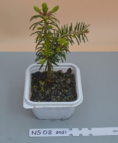 Bonsai norway spruce tree 5 - norway,
