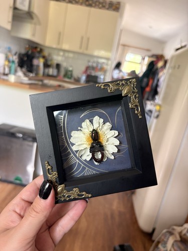 Double beetle shadow box - double,