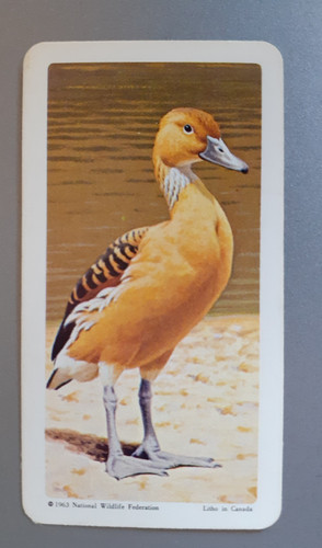 Brooke bond canada - -, tropical