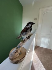 Taxidermy Sparrow.This Is Not