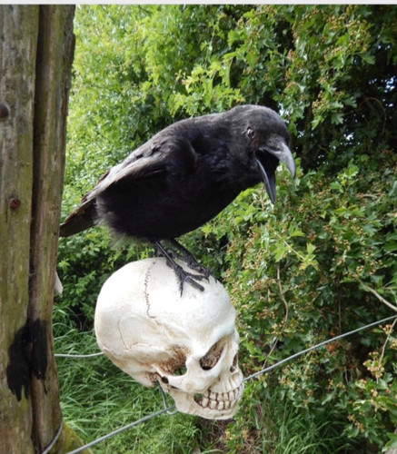 Taxidermy crow fixed - , to