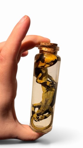 Fire salamander wet specimen - fire,