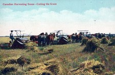 CANADIAN HARVESTING, CUTTING THE GRAIN, Horse Drawn Equipment. 1900s VALENTINE