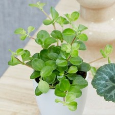 6cm Pot 11cm Tall Peperomia Bottle Garden Terrarium Plant Peperomia House Plant