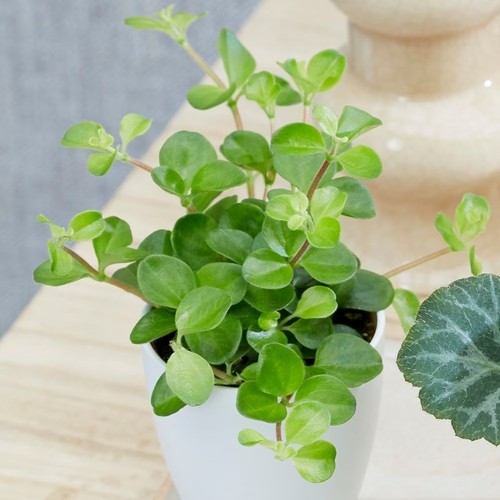 6cm pot 11cm tall peperomia - pot,