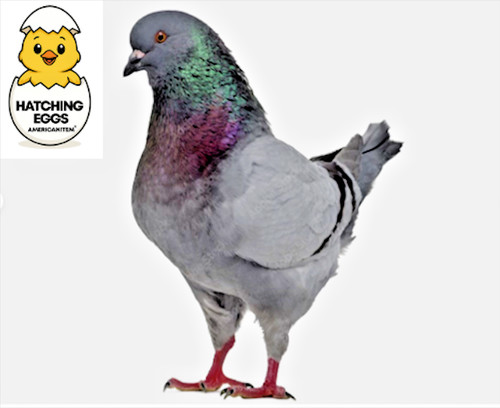 Fertile fresh silver king - fertile,