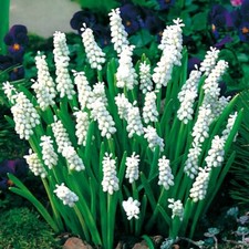 20 x White Muscari - SIBERIAN TIGER -  Perennial Spring Garden Plant BULBS