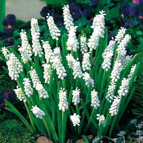 White muscari siberian - white,