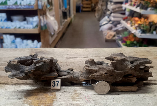Dragon wood natural aquarium - dragon,