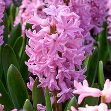 Hyacinth Fondant Flower Bulbs