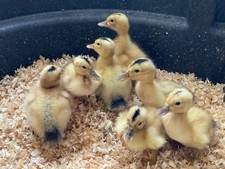 5+1 Silver Appleyard Duck