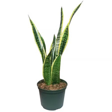 Sansevieria Snake Plant in 6